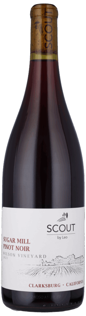 Pinot Noir -Scout by Leo